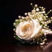 rose and baby breath corsase