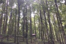 tempat pre wedding-Kebun Raya bedugul