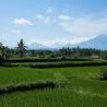 Puri Nirwana rice fields