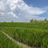 Villa Mana Surrounding Rice Paddies Canggu